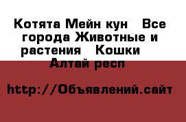 Котята Мейн кун - Все города Животные и растения » Кошки   . Алтай респ.